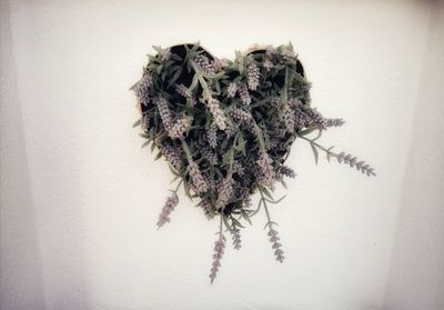 Close-up of dead plant against white wall