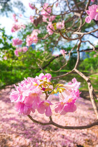 Close-up of pink cherry blossoms in spring