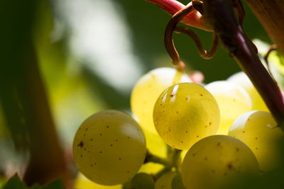 Close-up of fruits on tree