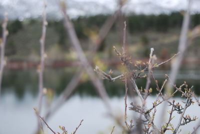 Close-up of plant against blurred background