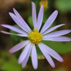 Close-up of yellow flower blooming