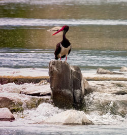 Bird perching on rock by river 