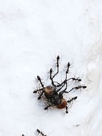 Close-up of insect on snow