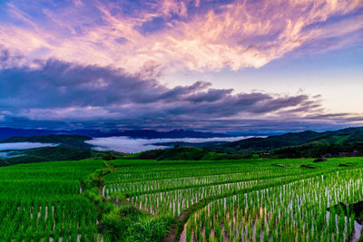 Scenic view of agricultural field against sky during sunset