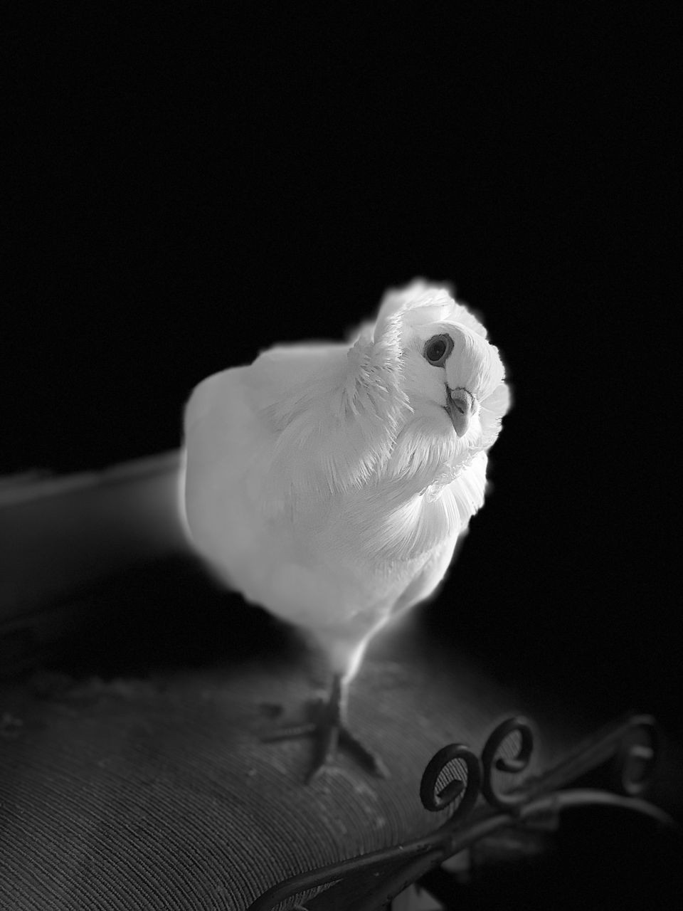 CLOSE-UP OF A PARROT