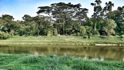 Reflection of trees in lake