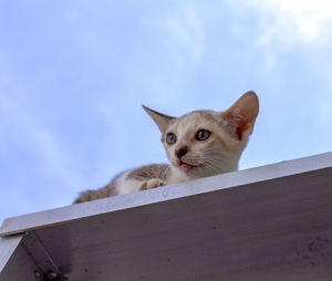 Portrait of a cat