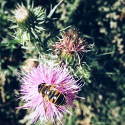 Close-up of bee pollinating on flower