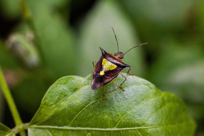 Close-up of insect on leaf