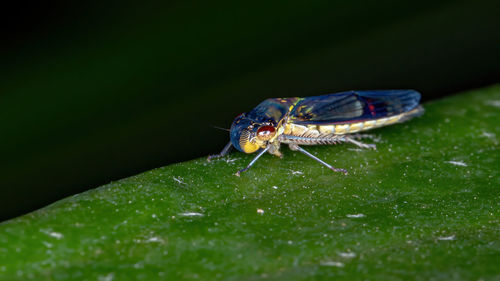 Close-up of fly on leaf