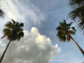 Low angle view of palm tree against sky