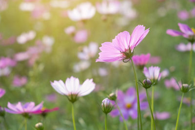 Close-up of pink cosmos flowers on field