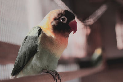Close-up of parrot perching outdoors