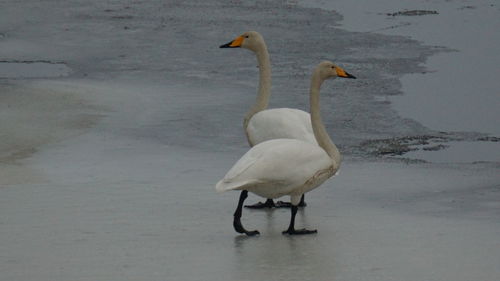 Duck on a lake