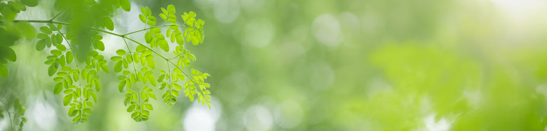 Close-up of fresh green plant in field