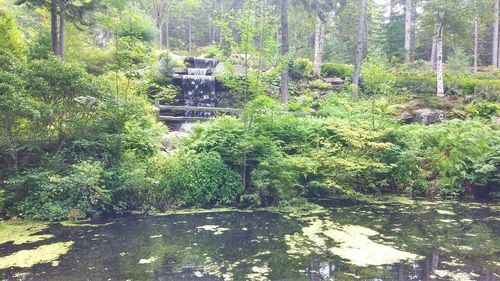 Plants growing in forest