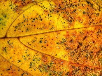Full frame shot of yellow and leaves on plant