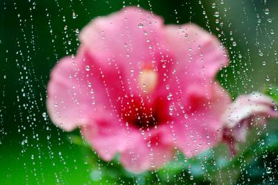 Close-up of water drops on leaf