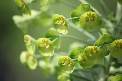 Close-up of fresh green plant