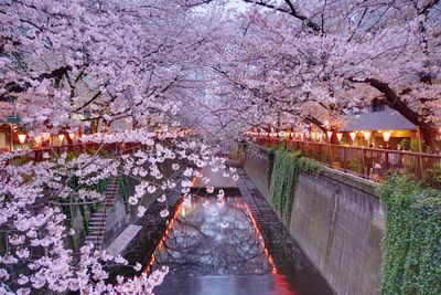 Meguro river amidst cherry blossom trees