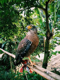 Bird perching on tree