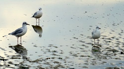 Bird in water