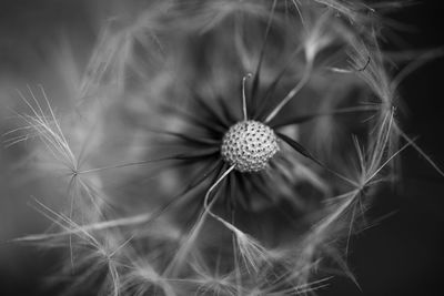 Close-up of dandelion against blurred background
