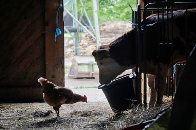 Horses in a pen