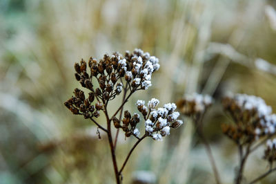 Close-up of wilted flowering plant