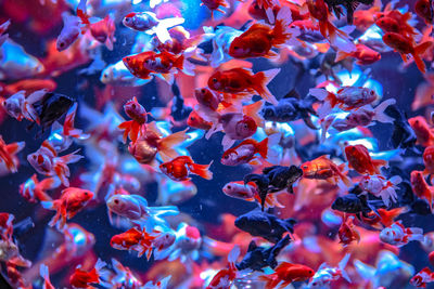 Fish swimming in sea