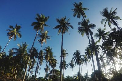 Low angle view of palm tree against blue sky