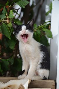 Cat yawning