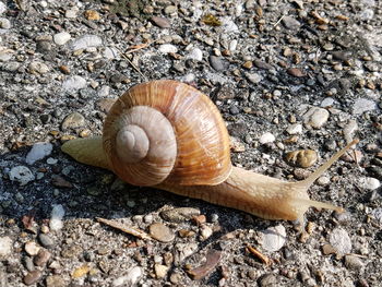 High angle view of snail