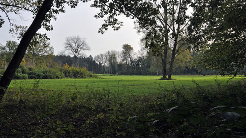 Trees on field against sky