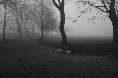 Bare trees in foggy weather