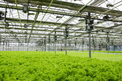 Greenhouse plantation with lettuce greenery. concept for industrial agriculture. rows of plant 