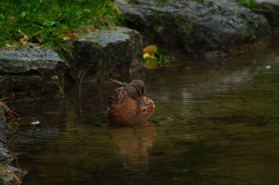 Duck swimming in lake