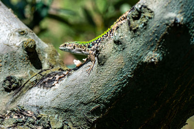 Close-up of lizard on tree trunk