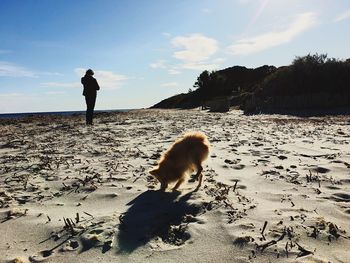 Rear view of silhouette young man with dog standing at beach against sky