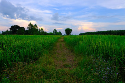 Scenic view of agricultural field against sky