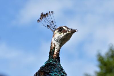 Close-up of peacock against sky