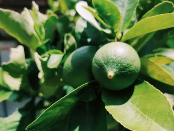 Close-up of fruits on tree