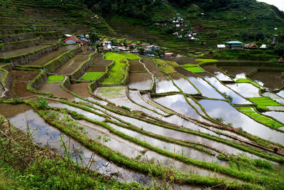 High angle view of agricultural field