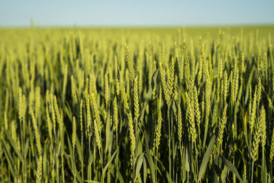 Full frame shot of wheat field