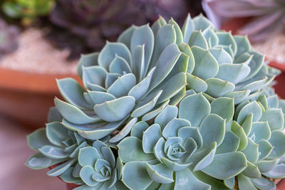 Close-up of succulent plant