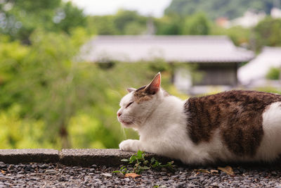 Side view of a cat looking away