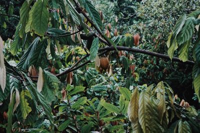 Close-up of fruits growing on tree