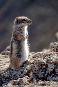Close-up of ground squirrels on rock