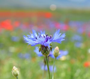 flowering plant