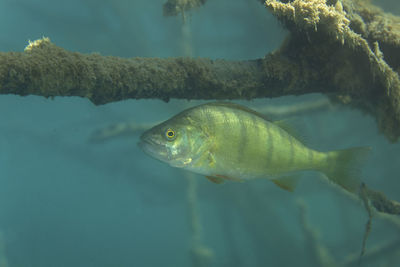 Underwater photo of perca fluviatilis, commonly known as the common perch in soderica lake, croatia